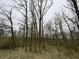 Prodej lesa, Silůvky, 375 m2