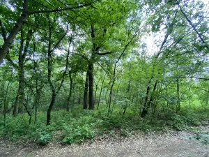 Prodej lesa, Silůvky, 697 m2