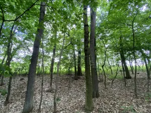 Prodej lesa, Silůvky, 697 m2