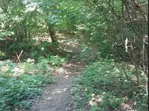 Prodej lesa, Těrlicko, 565 m2