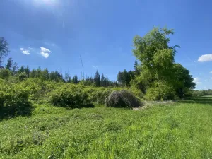 Prodej lesa, Kropáčova Vrutice - Sušno, 15167 m2