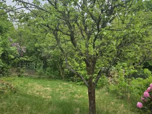 Prodej zahrady, Šternberk, 401 m2