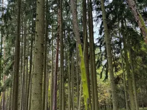 Prodej lesa, Chrášťany, 3640 m2