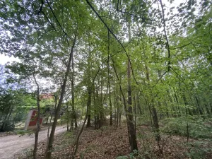 Prodej lesa, Vráž, 3233 m2