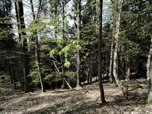 Prodej lesa, Dobřany, 12043 m2