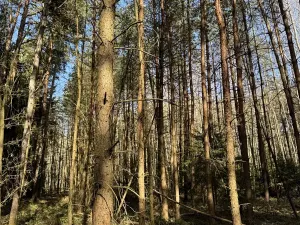 Prodej lesa, Vlastiboř, 3491 m2