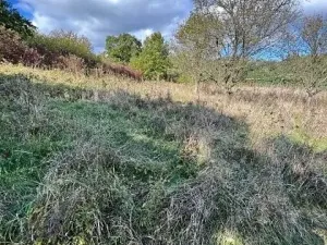 Prodej lesa, Březolupy, 910 m2