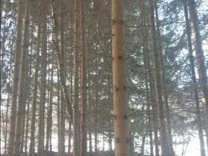 Prodej lesa, Dívčí Kopy, 1088 m2