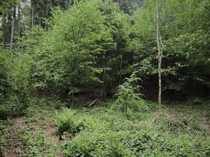 Prodej lesa, Zábřeh, 4422 m2