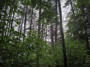 Prodej lesa, Zábřeh, 4422 m2