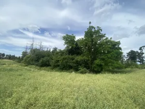 Prodej lesa, Slavičky - Pozďátky, 560 m2