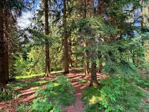 Prodej chaty, Borová, 53 m2