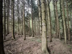 Prodej lesa, Třeboc, 5129 m2