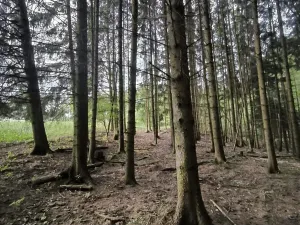 Prodej lesa, Třeboc, 5129 m2