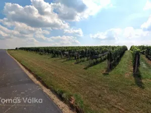 Prodej sadu/vinice, Čejkovice, 16688 m2