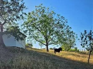 Prodej zahrady, Tvarožná, 1236 m2