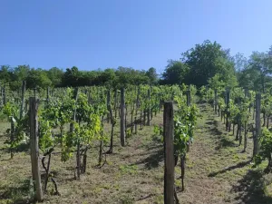 Prodej chalupy, Pincehely, Maďarsko, 64 m2