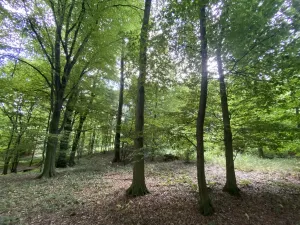 Prodej lesa, Olbramice, 2070 m2