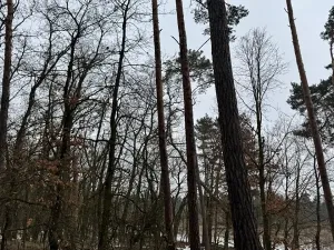 Prodej podílu lesa, Černěves, 2638 m2