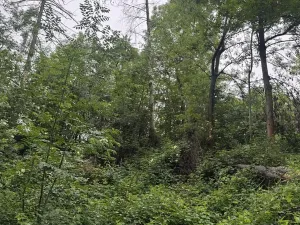 Prodej lesa, Skuteč, 1331 m2