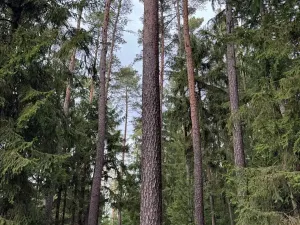 Prodej lesa, Všemyslice, 12022 m2