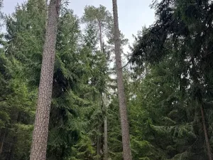 Prodej lesa, Všemyslice, 12022 m2