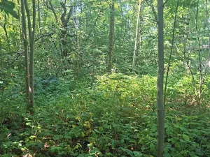 Prodej pozemku pro bydlení, Kozlovice, 1392 m2