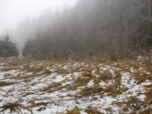 Dražba louky, Horní Planá, 3804 m2