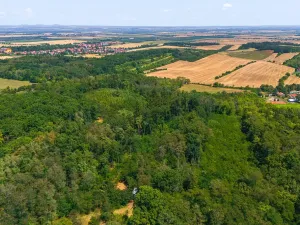 Prodej lesa, Jeviněves, 2859 m2