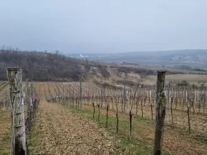 Prodej sadu/vinice, Velké Němčice, 90000 m2