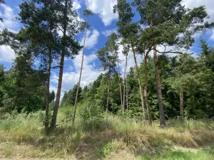 Prodej lesa, Slabčice - Nemějice, 1272 m2