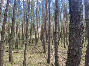 Prodej lesa, Chlumany, 4406 m2