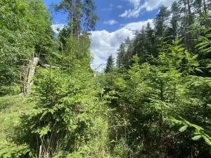 Prodej lesa, Slabčice - Nemějice, 1004 m2