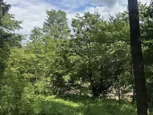 Prodej lesa, Kněžnice, 4780 m2