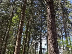 Prodej podílu lesa, Kramolín, 1401 m2