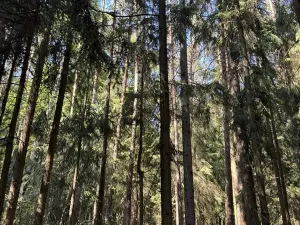 Prodej lesa, Jestřebí, 18879 m2