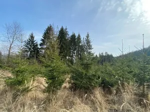 Dražba lesa, Kropáčova Vrutice, 22535 m2