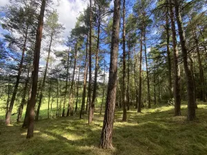Prodej lesa, Pěčnov, 993 m2