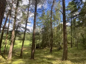 Prodej lesa, Pěčnov, 993 m2