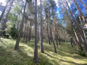 Prodej lesa, Pěčnov, 993 m2