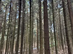 Prodej podílu lesa, Proseč pod Ještědem, 3598 m2