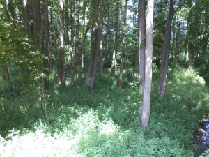 Prodej pozemku, Chodský Újezd - Nahý Újezdec, 1046 m2