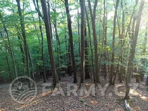 Prodej lesa, Mnichovice, 16432 m2