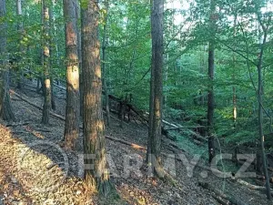 Prodej lesa, Mnichovice, 16432 m2