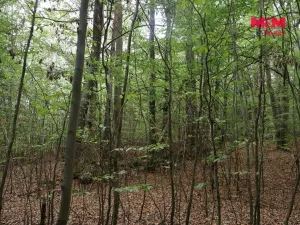 Prodej lesa, Chanovice - Újezd u Chanovic, 1762 m2