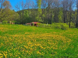 Dražba pozemku pro bydlení, Omlenice, 4505 m2