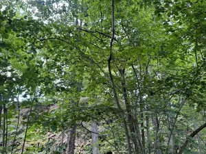 Prodej lesa, Čížkov, 4244 m2