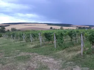 Dražba pole, Morkůvky, 4541 m2