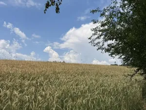 Prodej pole, Jedlí, 8401 m2