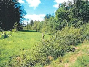 Prodej lesa, Pohled, 14570 m2